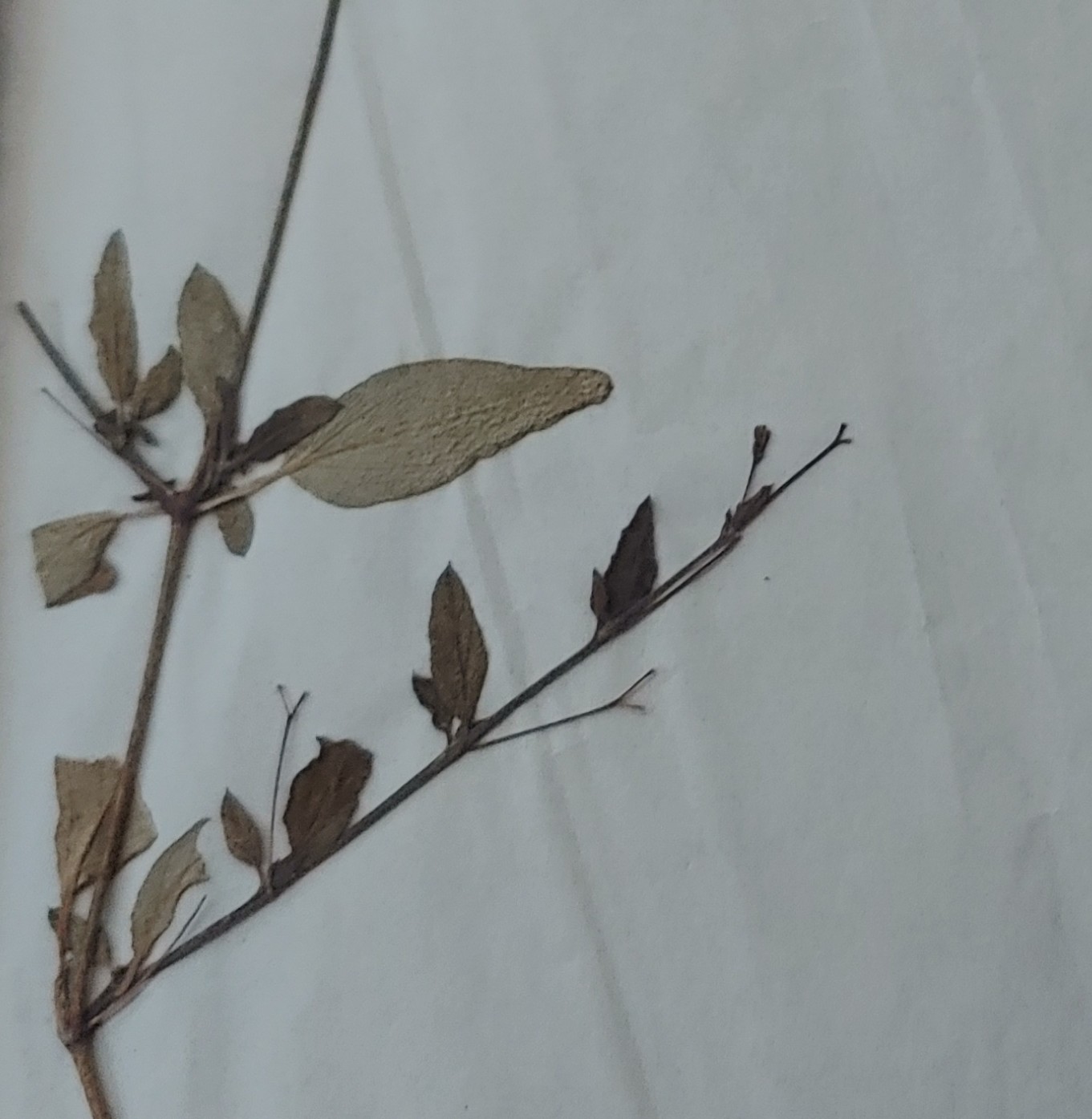 toykalapawmi profile photo