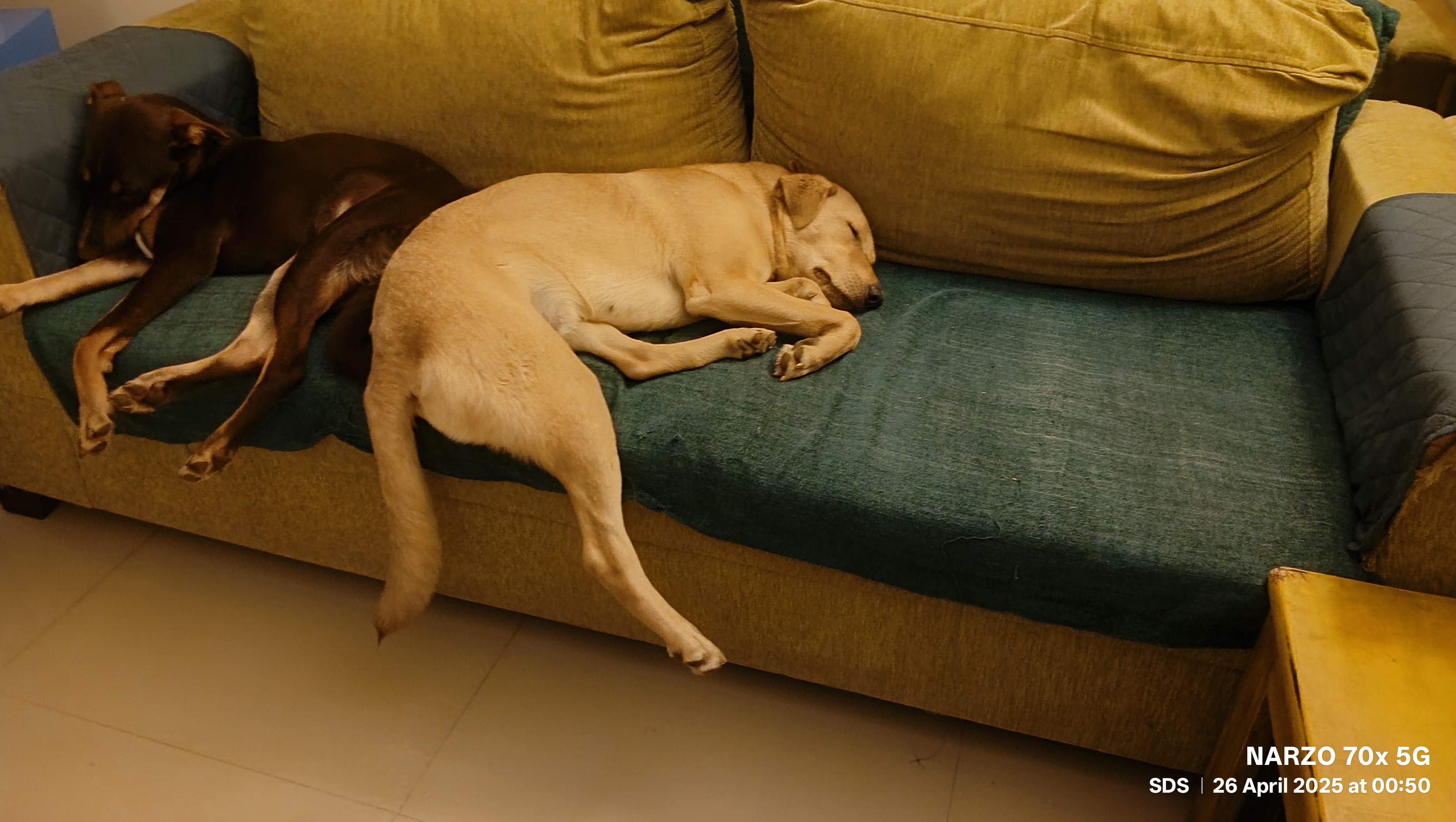 shadesaiart profile photo