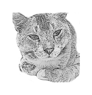 THE RAJBANSHI COUTURE  profile photo