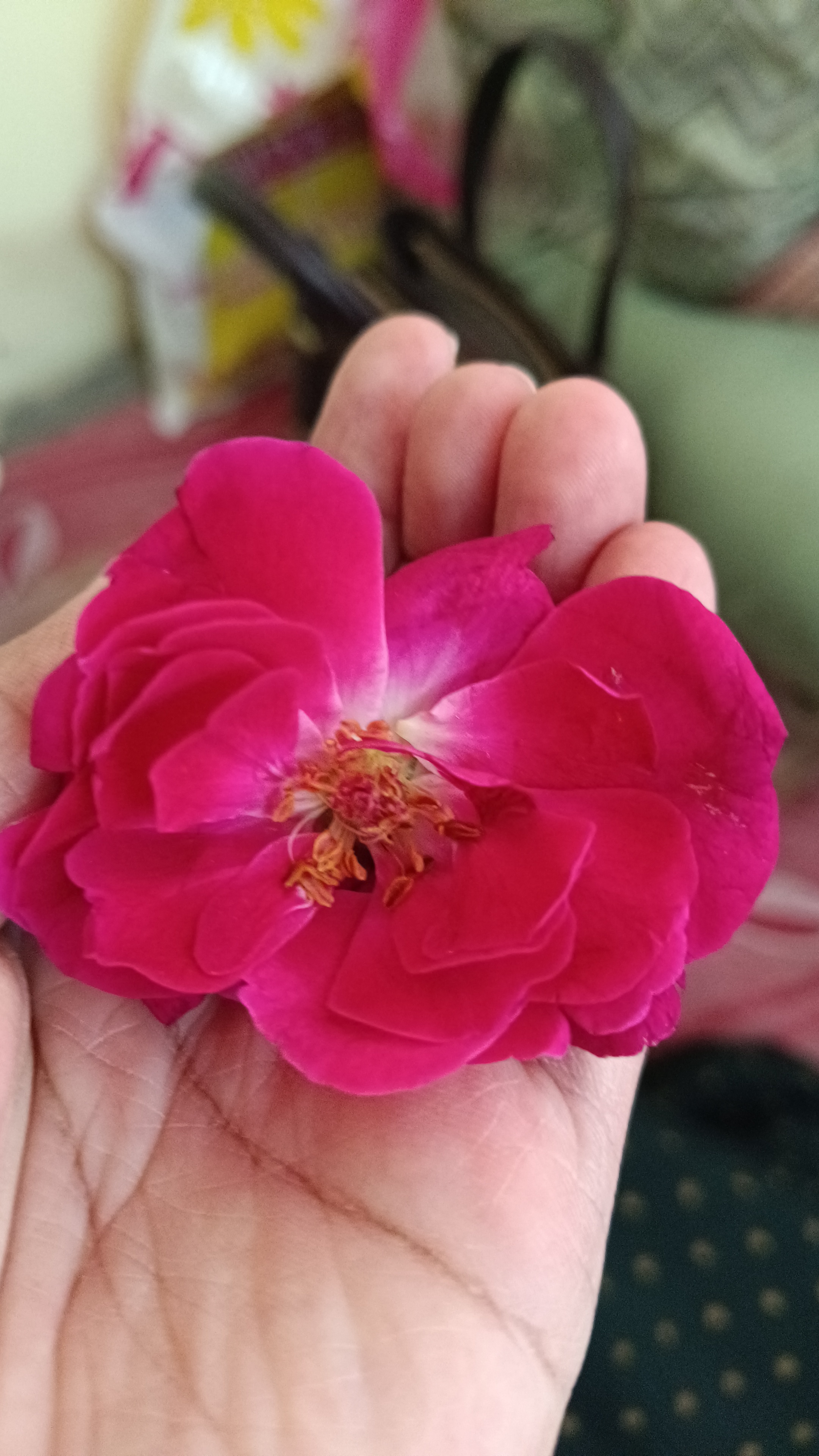 Artofobiaindia profile photo