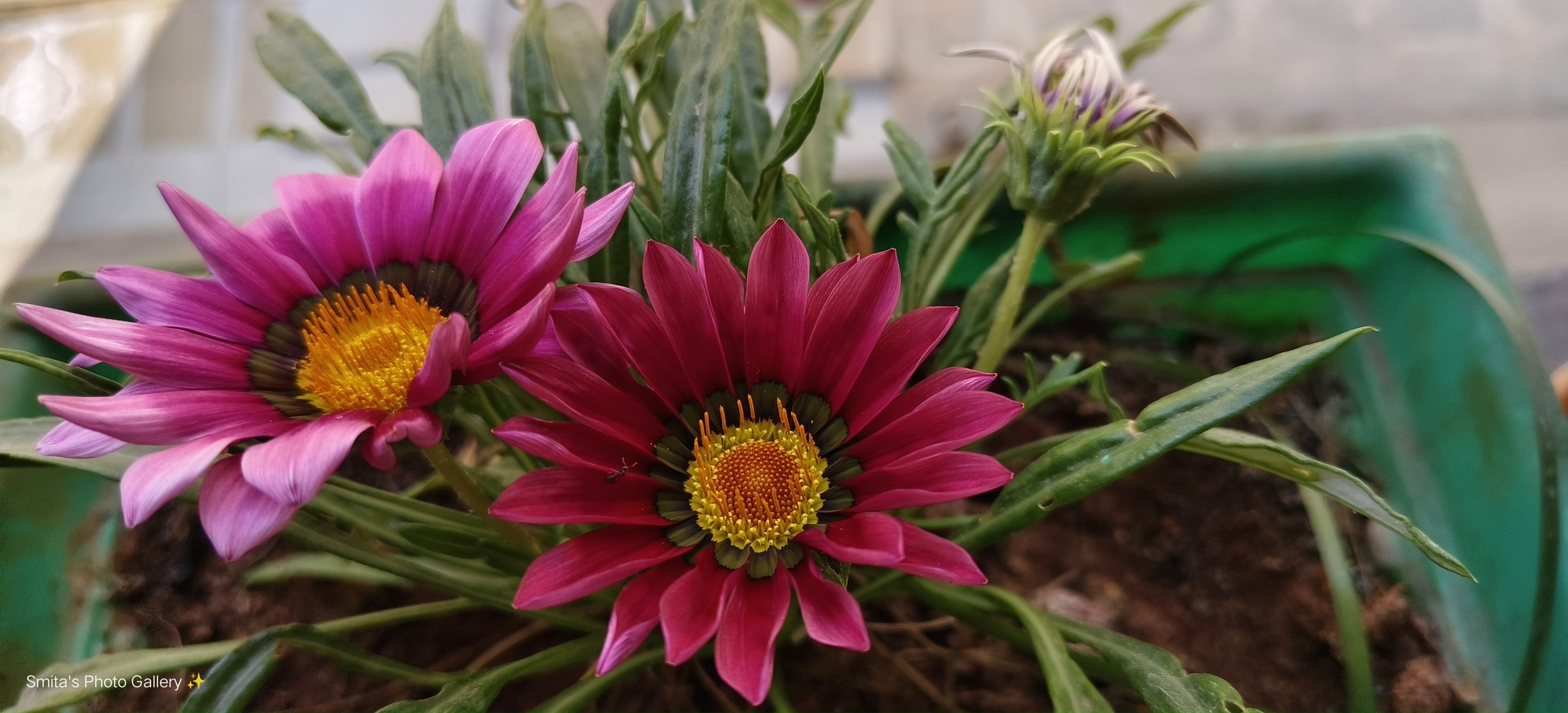 smita  profile photo