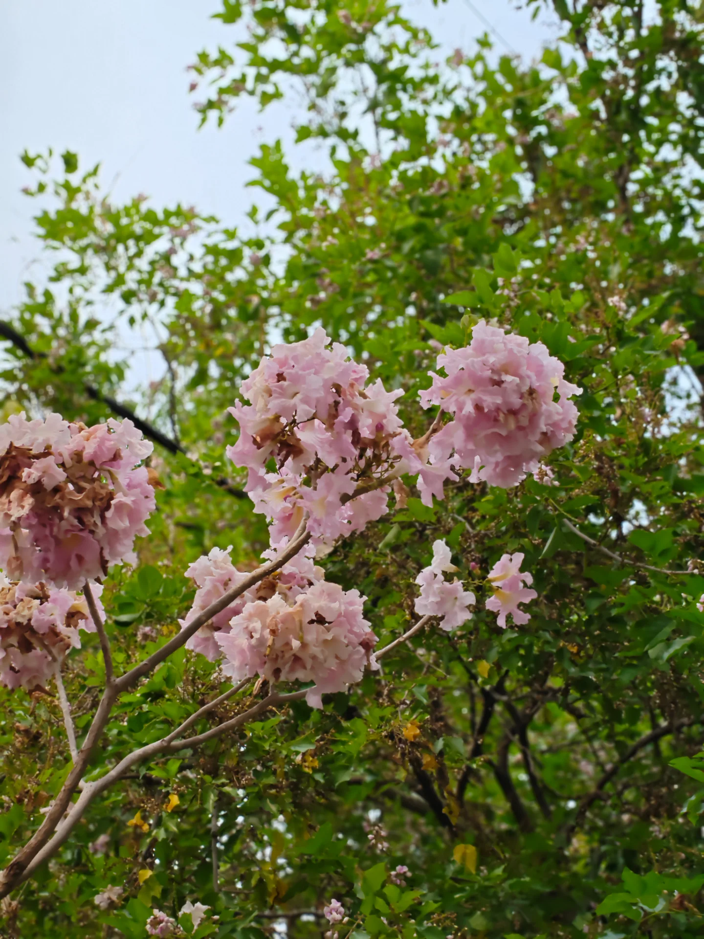 Harshang portfolio work