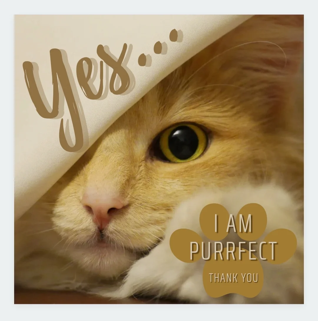 inbound2565435300638184925