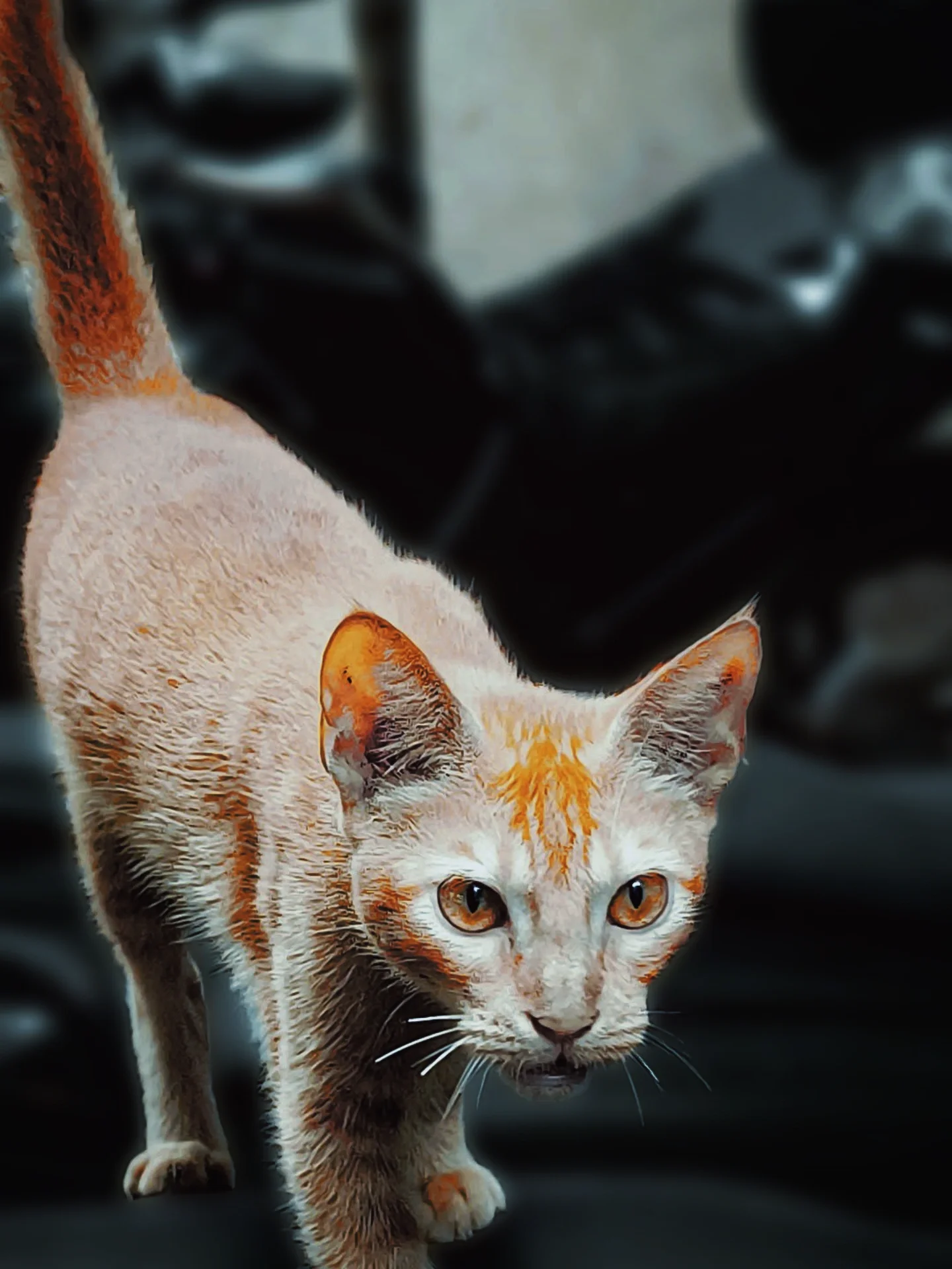 inbound4888545905911786062