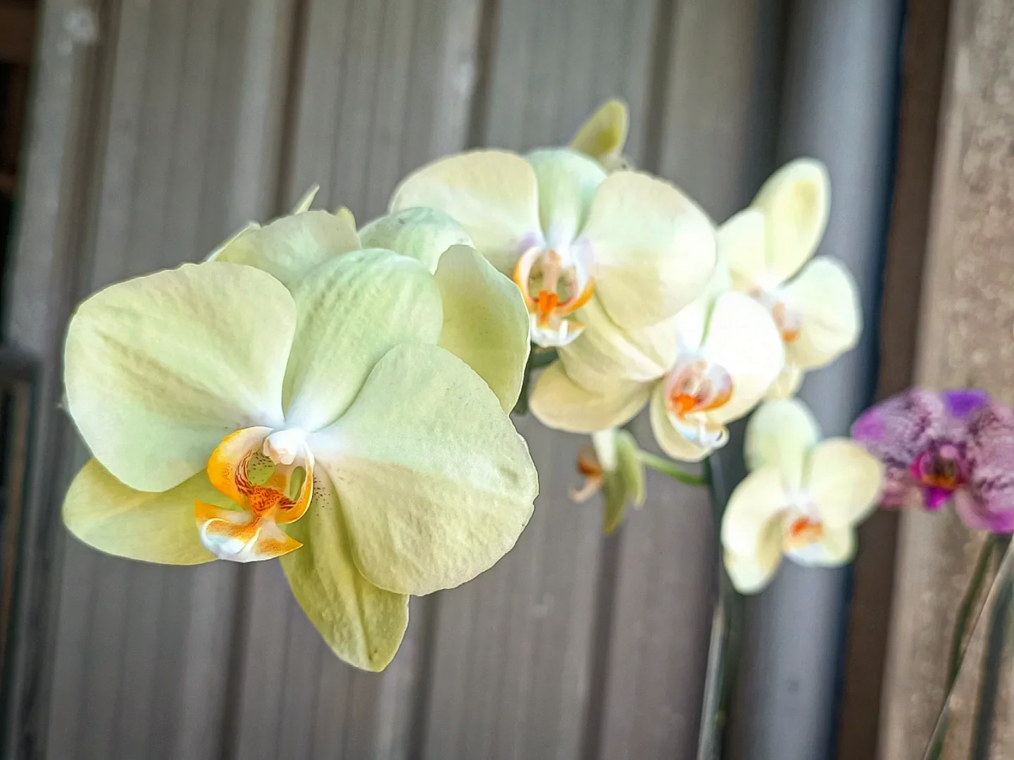 inbound8370988906305816311