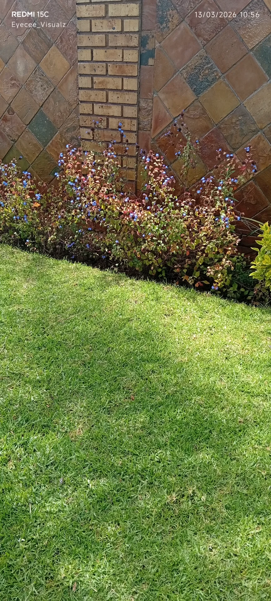 Maes  portfolio work