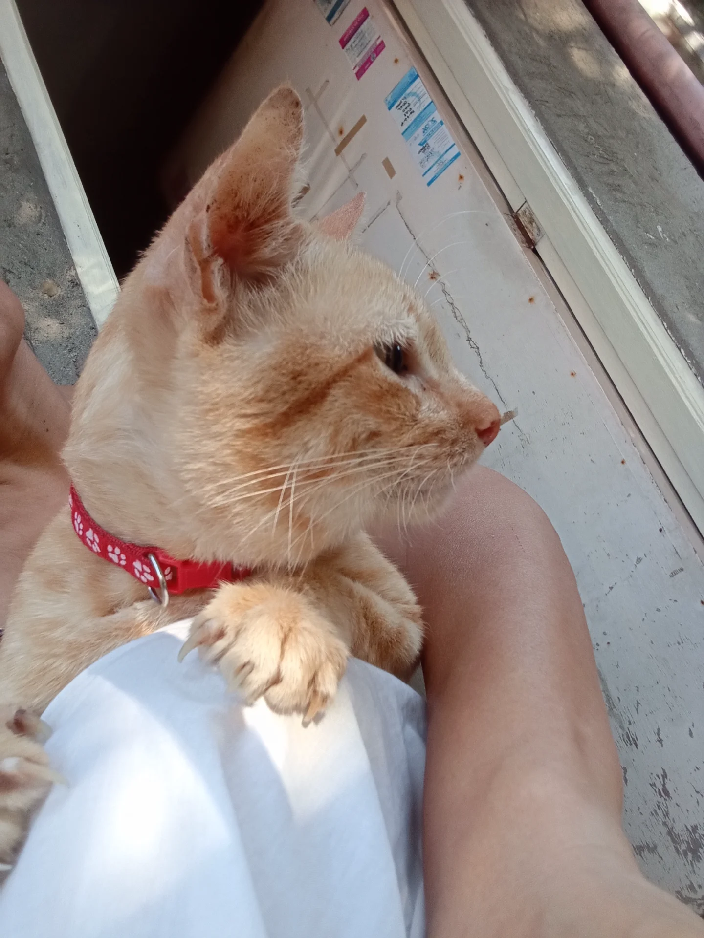 inbound858995788593143341