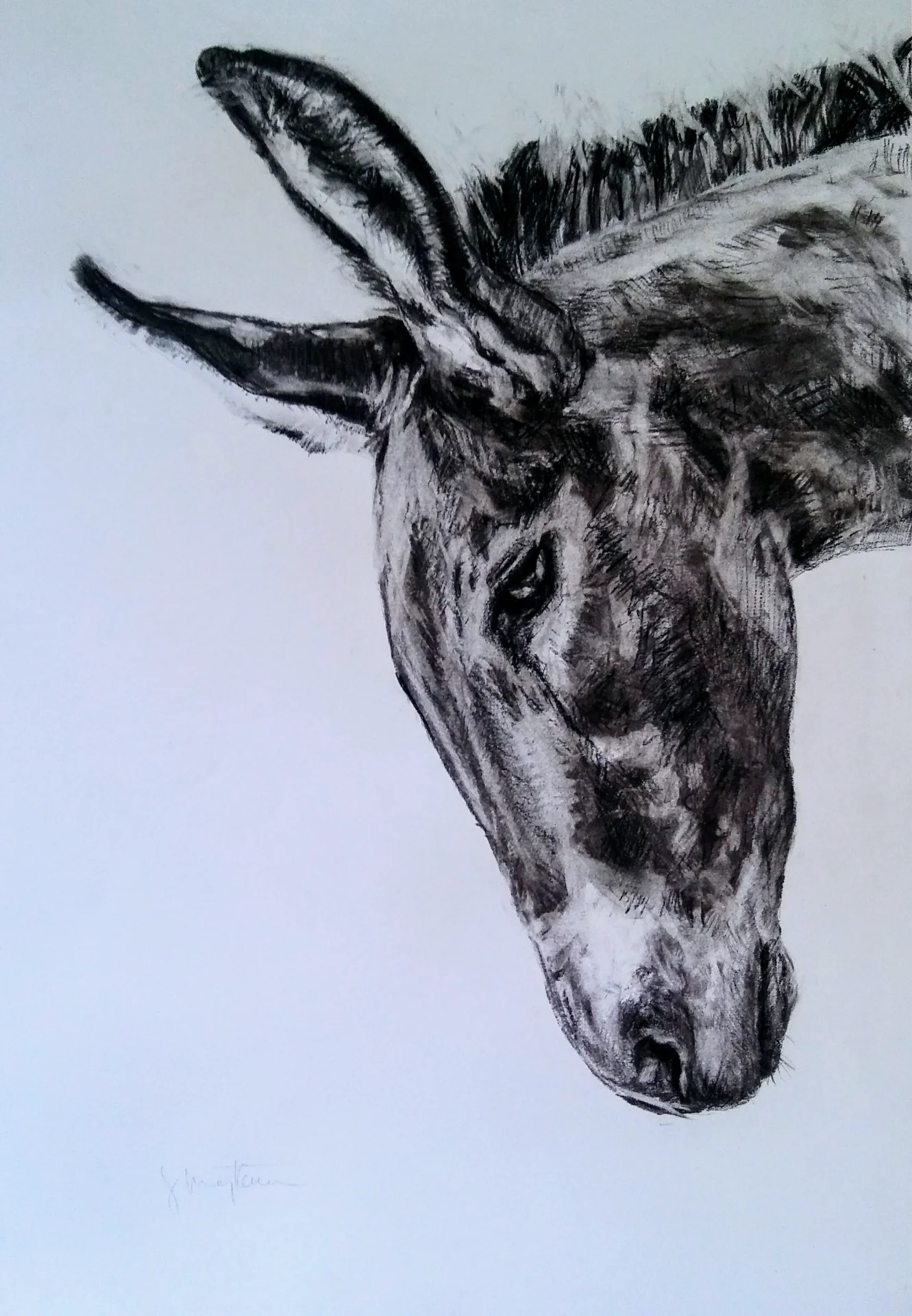 sharonmaytham portfolio work