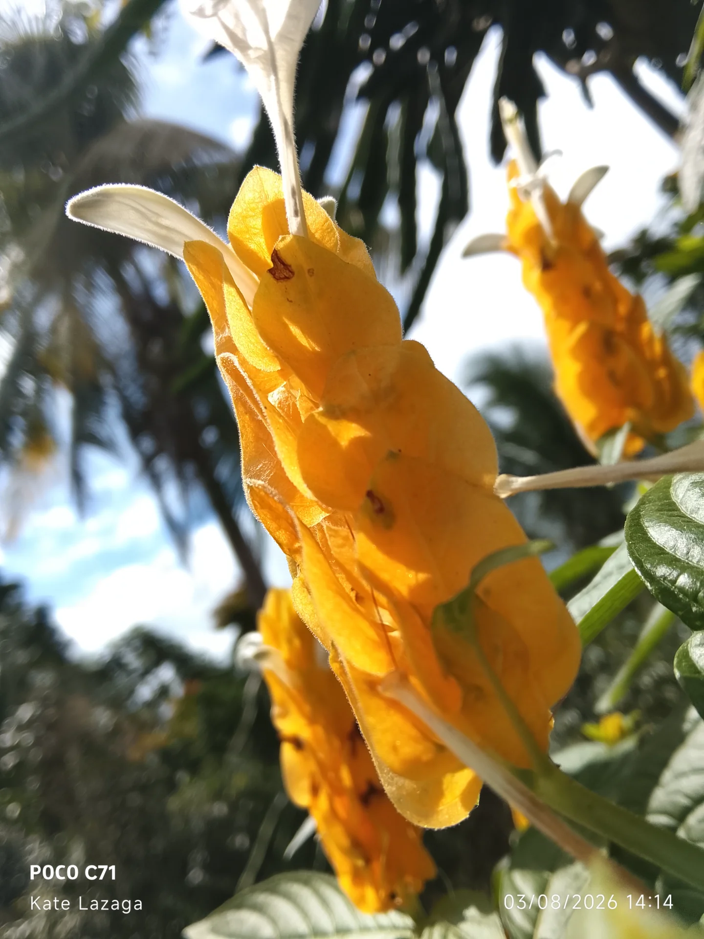 inbound4622064027928390451