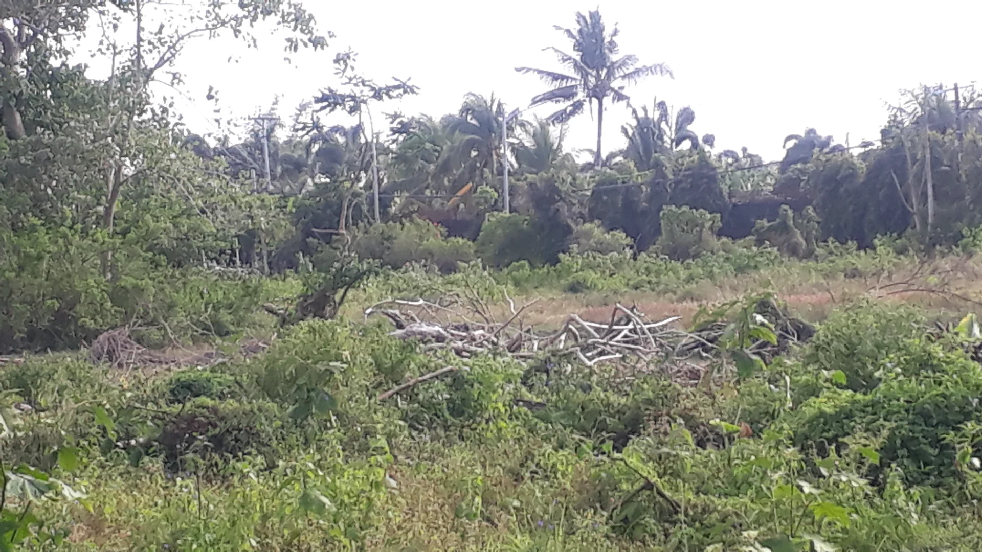 inbound8730504848851893298