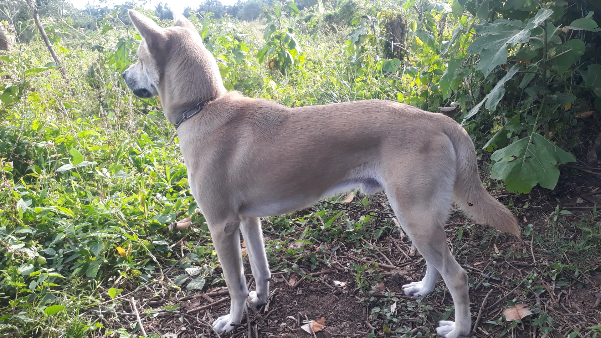 inbound7718380324275775144