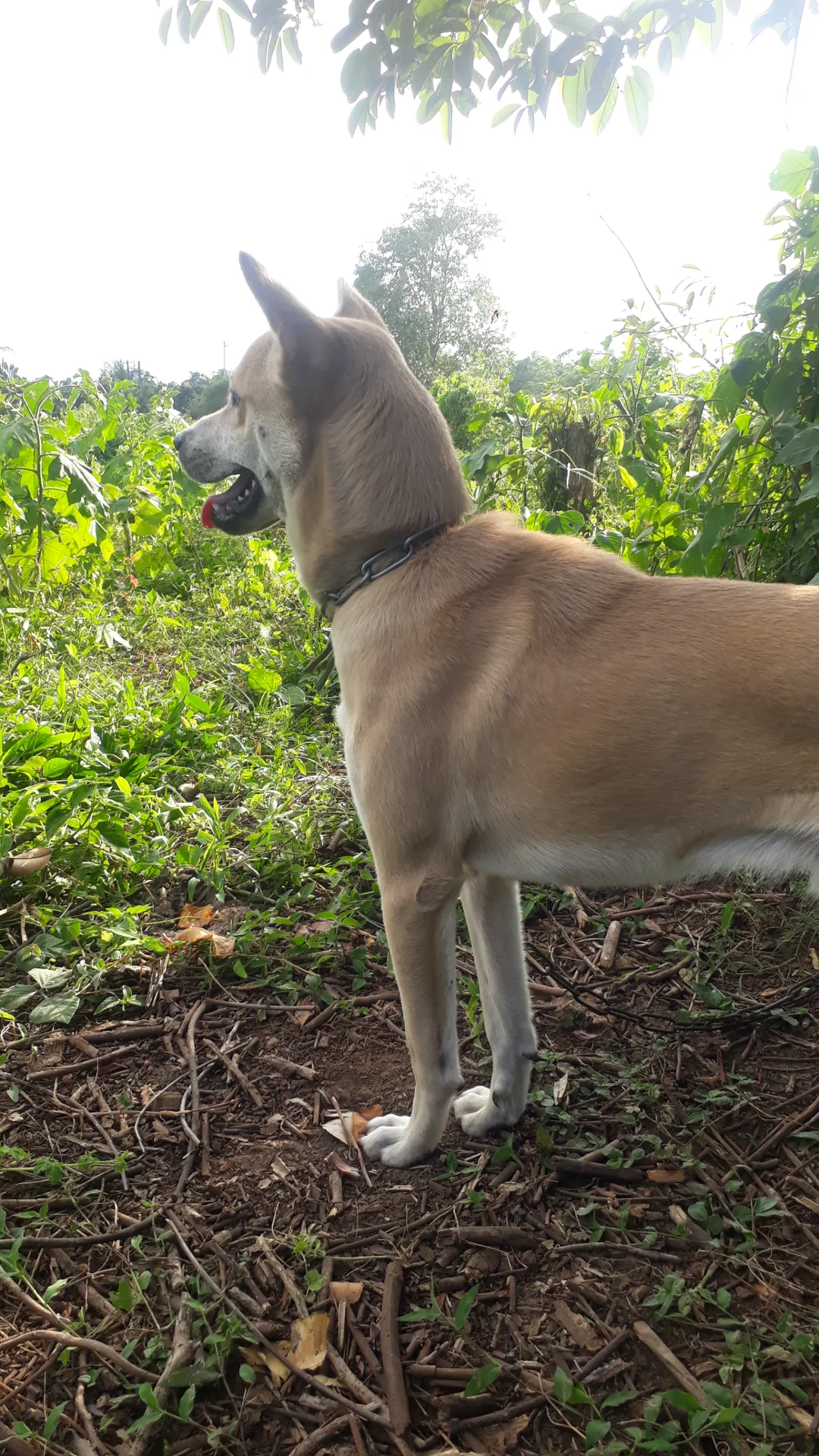 inbound3478746956738437066