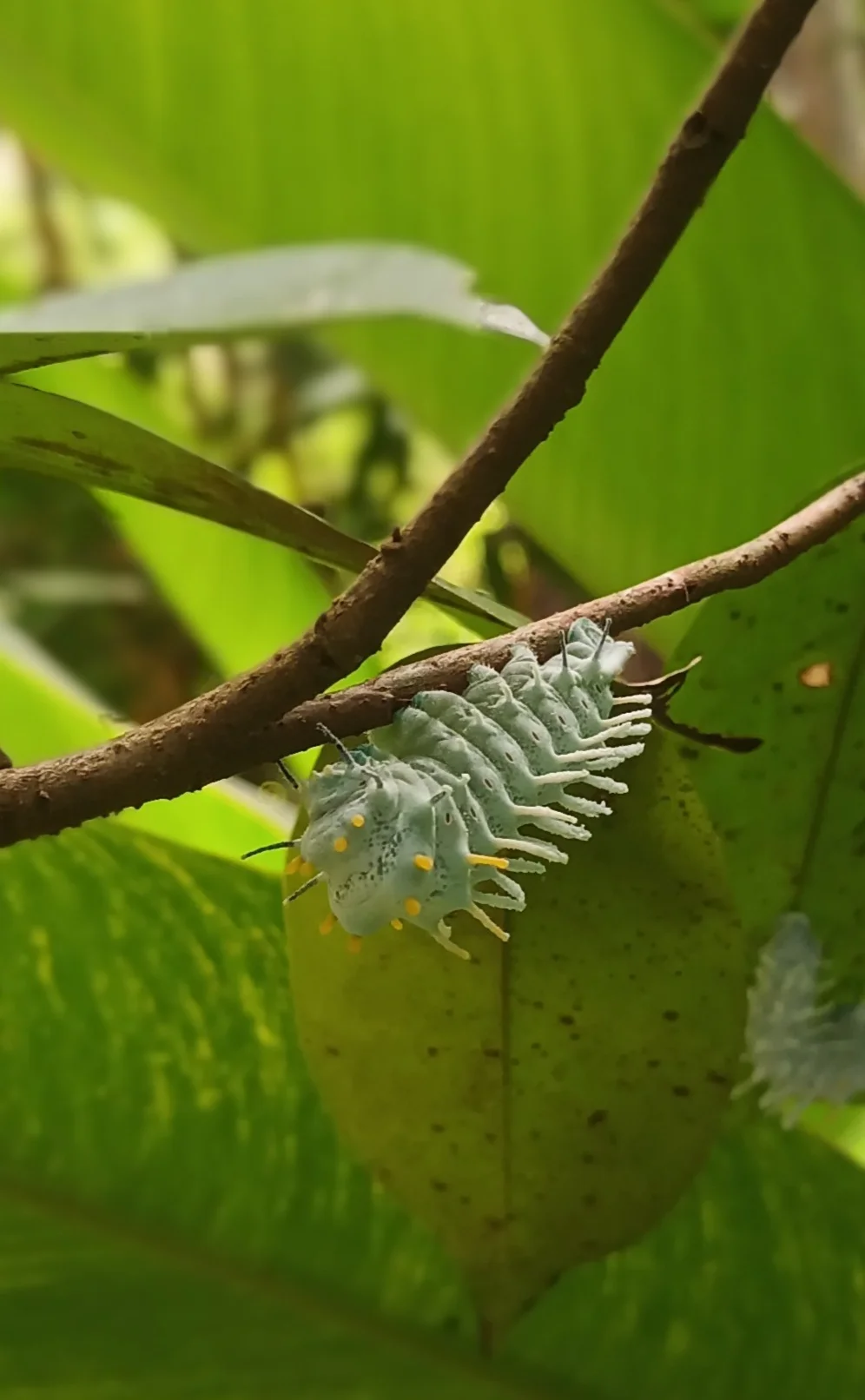 inbound6227841587811595346