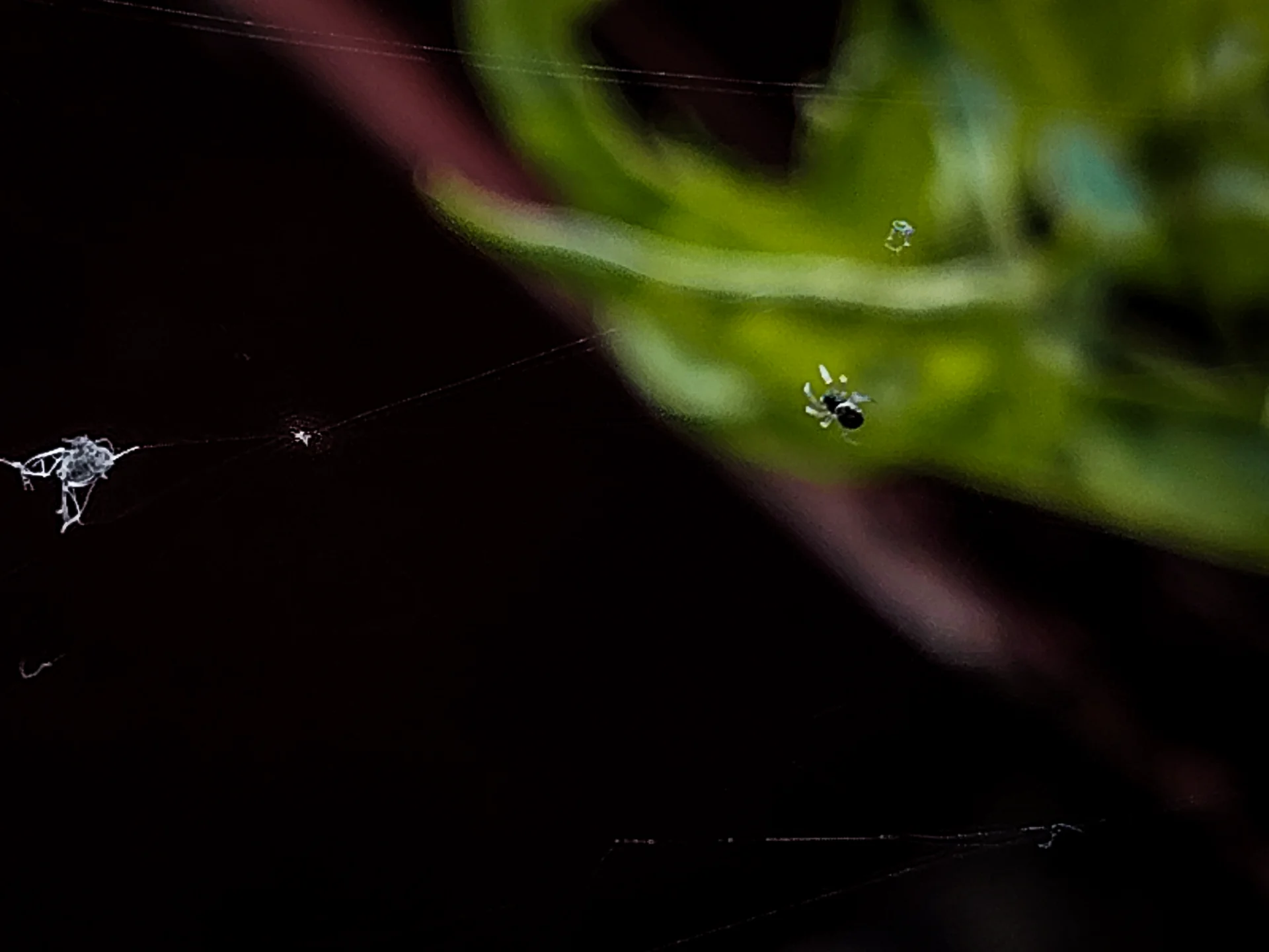 Ser Gavz portfolio work