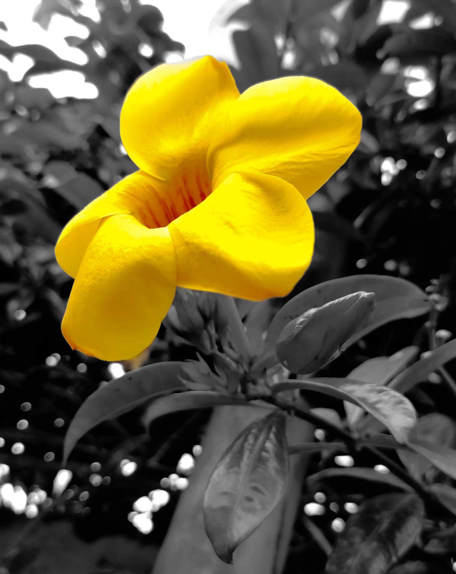 Ser Gavz portfolio work