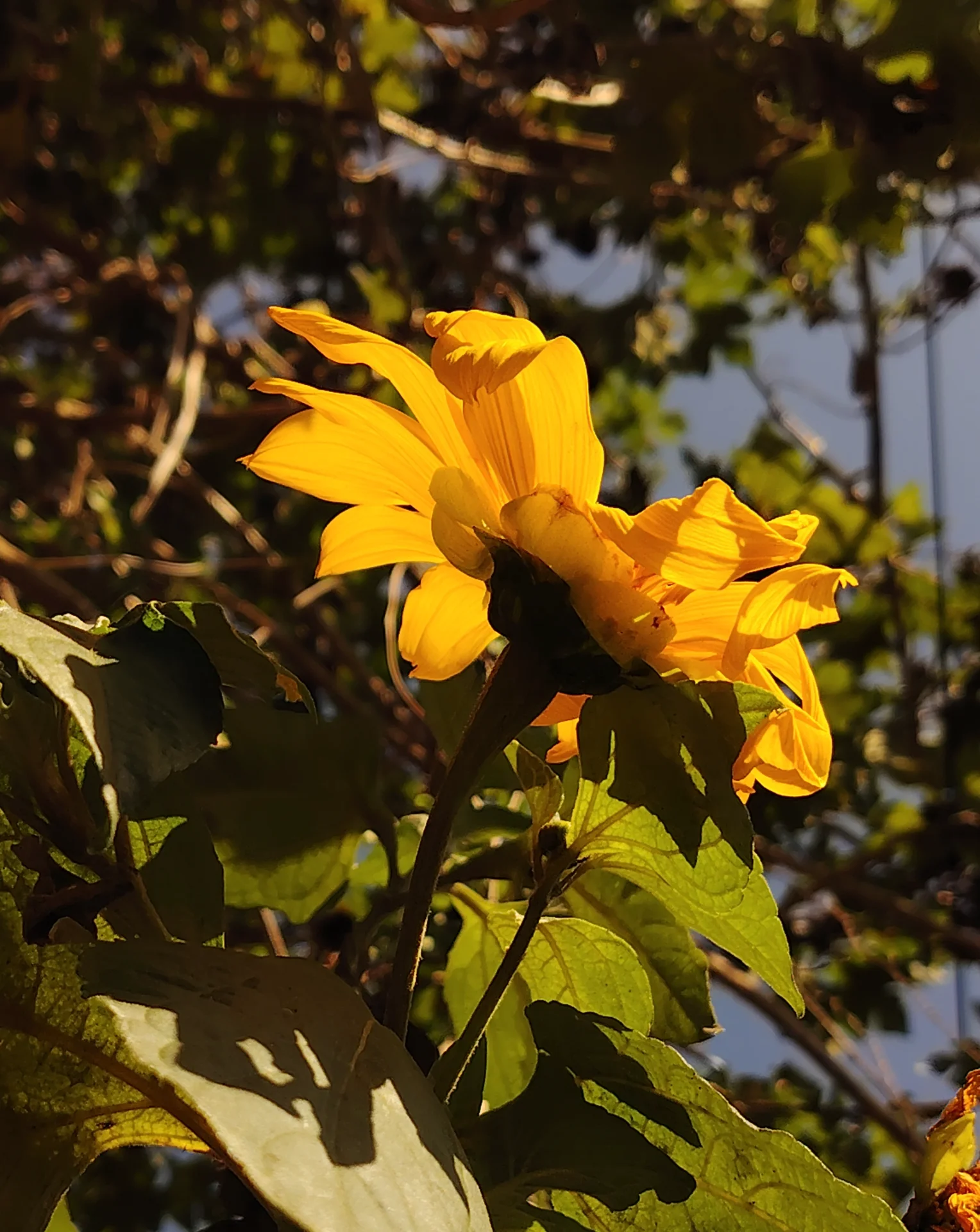 Ser Gavz portfolio work