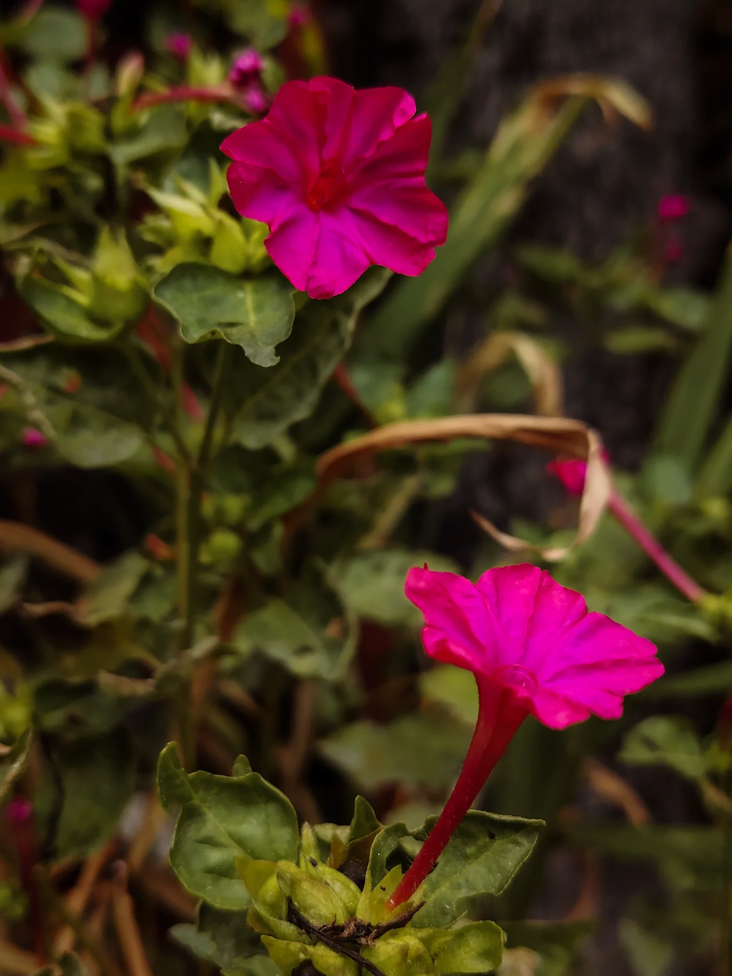 Ser Gavz portfolio work