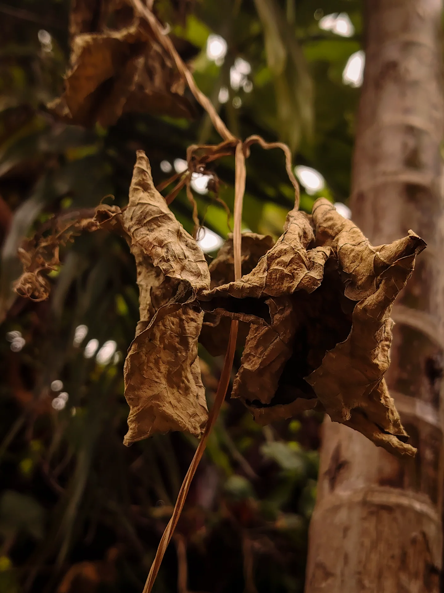 Ser Gavz portfolio work