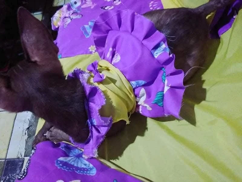 inbound4710675122806729272