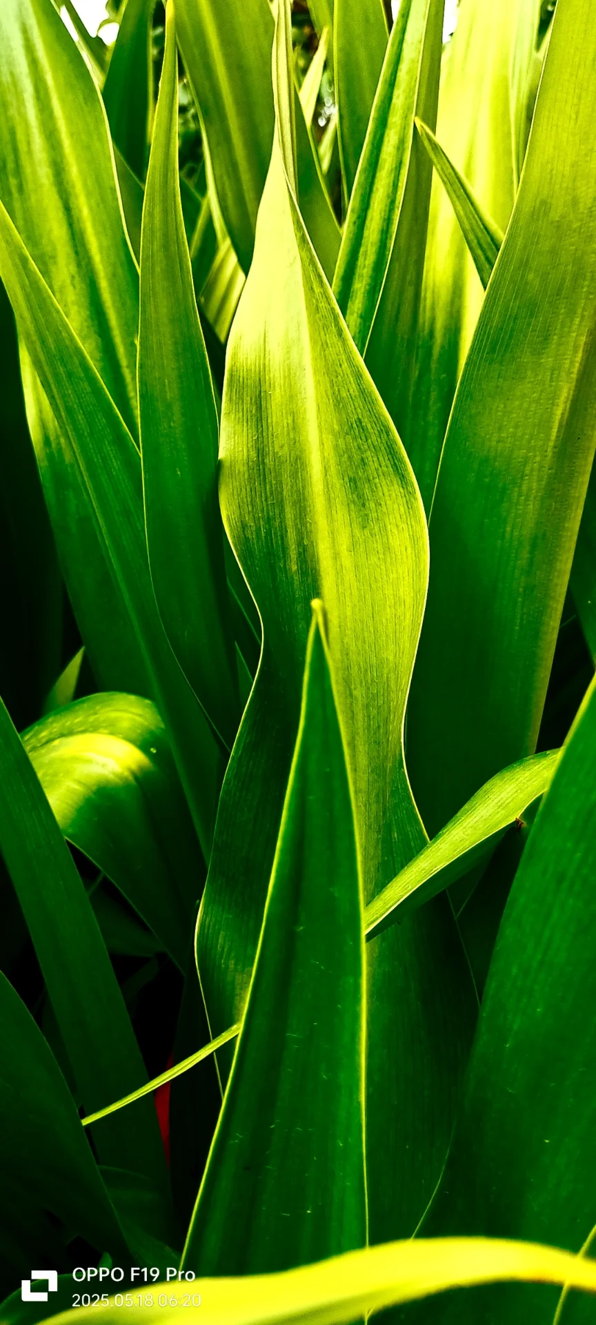 Debasish Bose  portfolio work