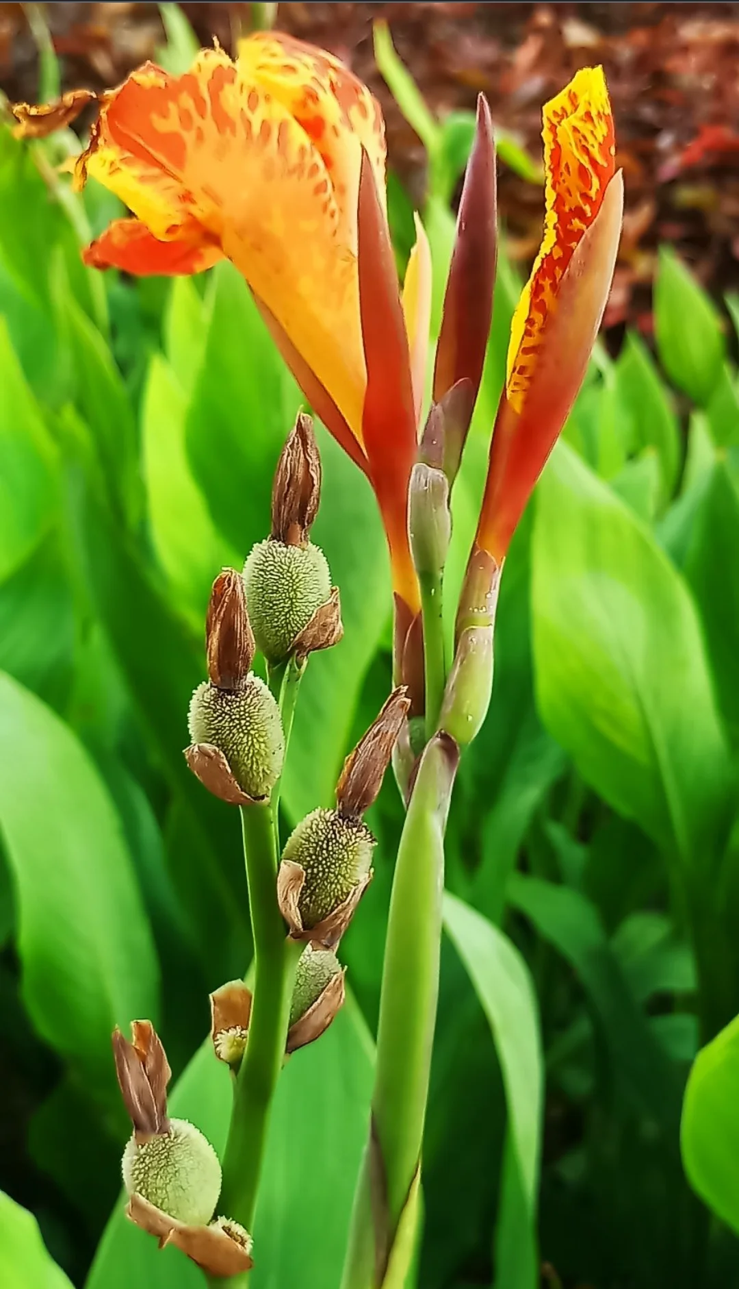 Debasish Bose  portfolio work