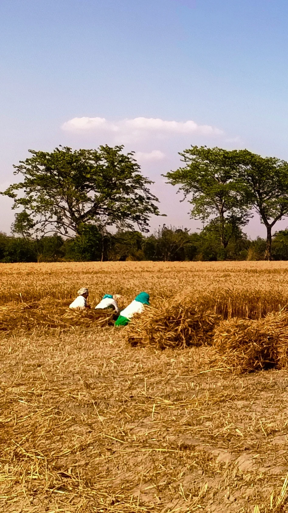 Debasish Bose  portfolio work