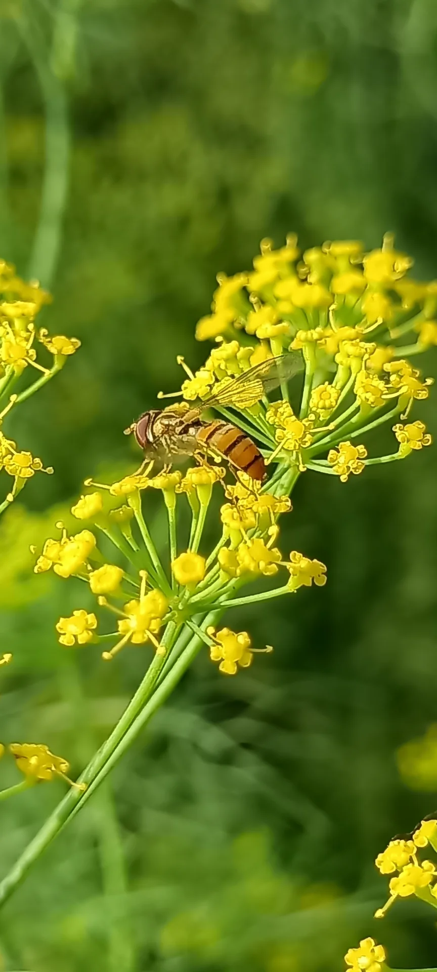 Debasish Bose  portfolio work