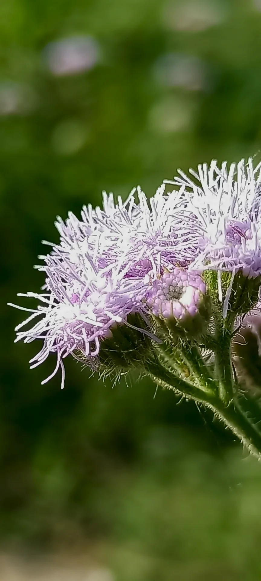 Debasish Bose  portfolio work