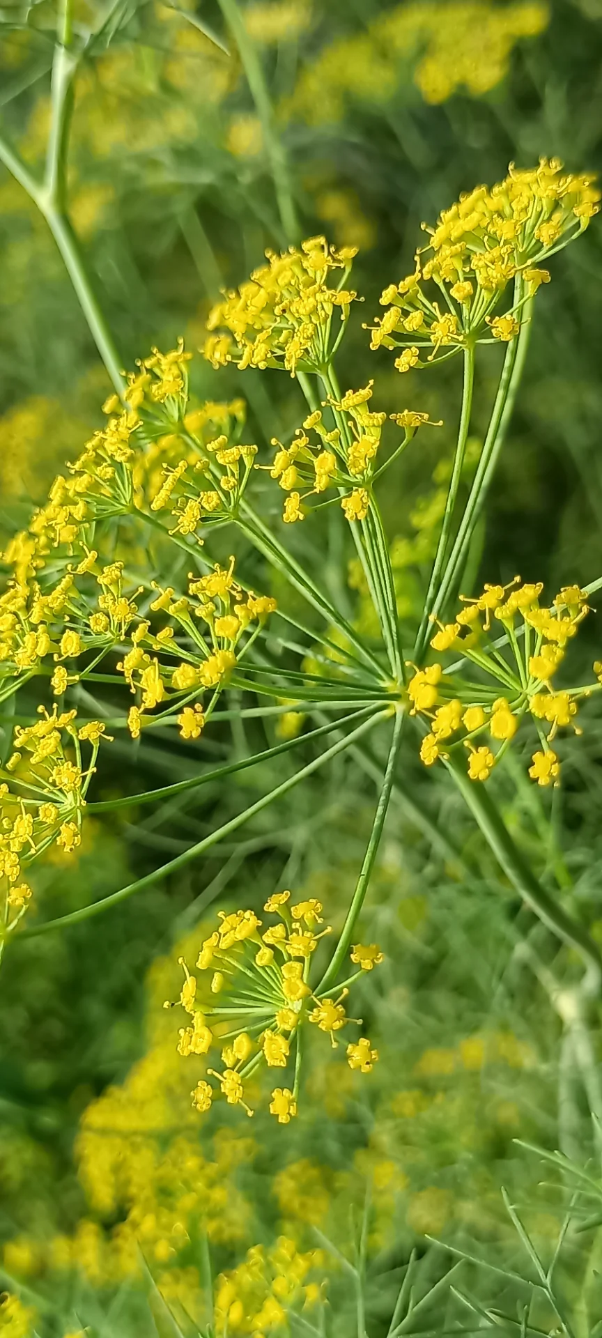 Debasish Bose  portfolio work