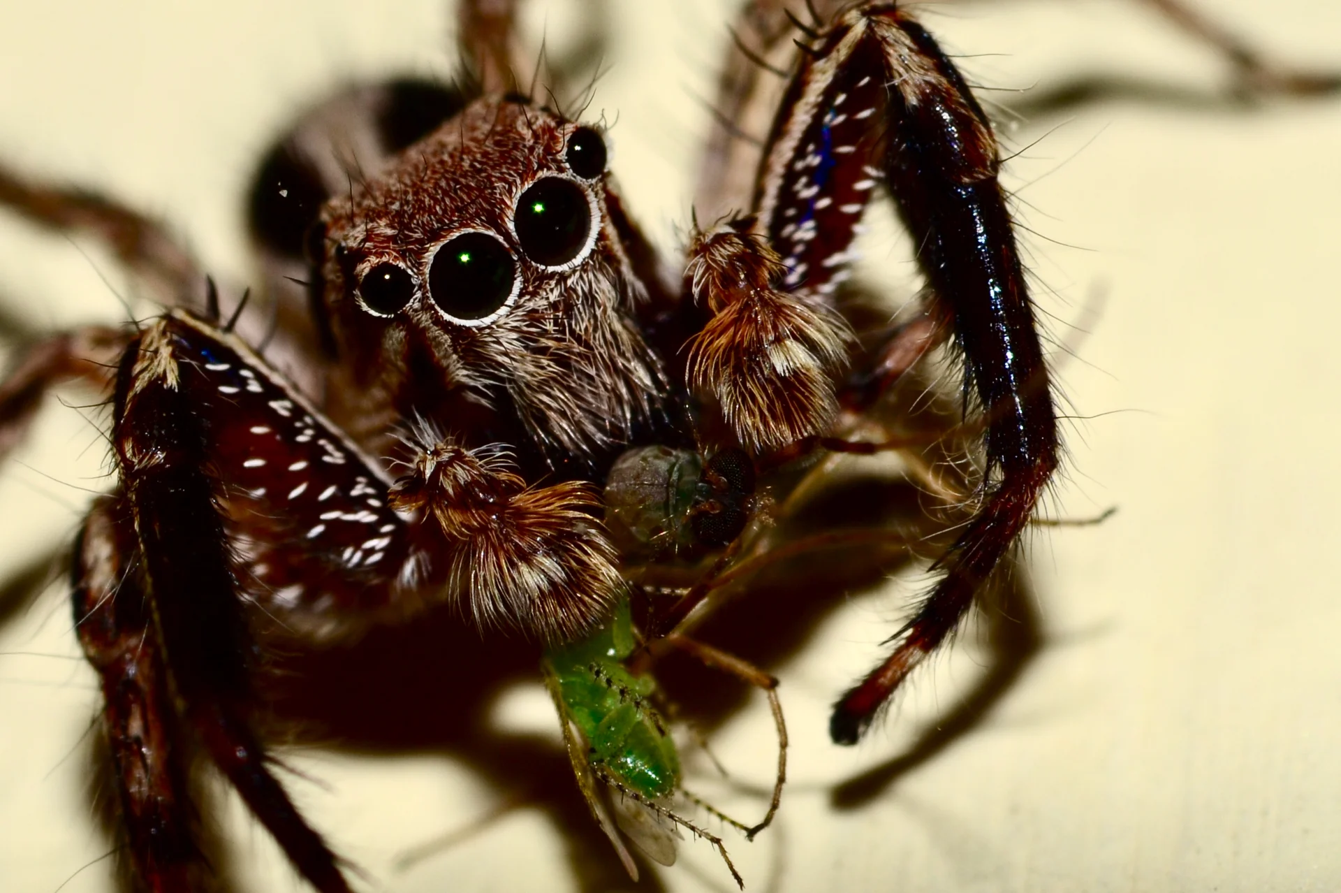 Debasish Bose  portfolio work