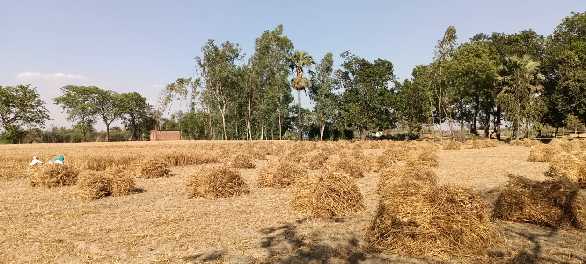 Debasish Bose  portfolio work