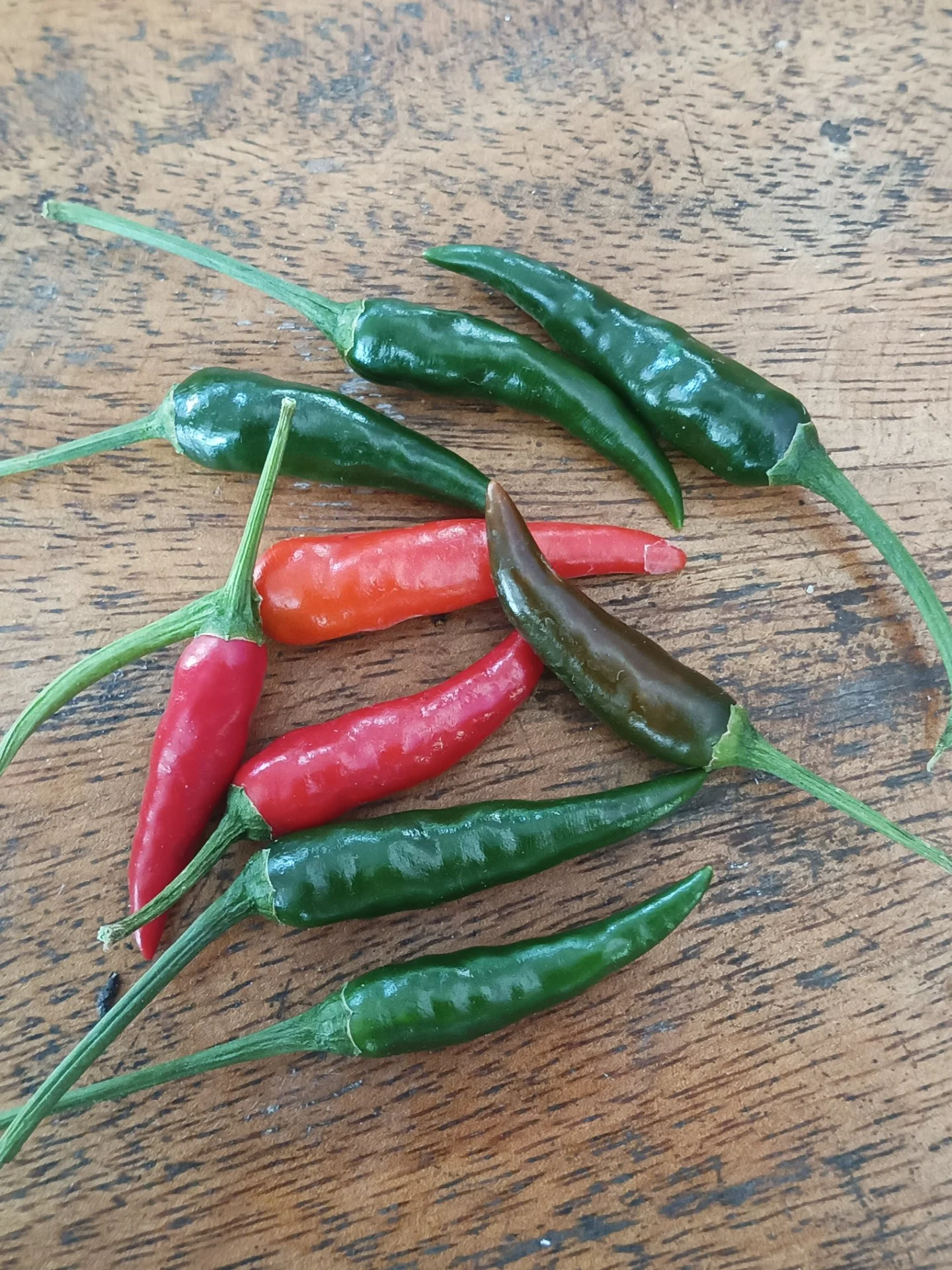 arreldeleon profile photo