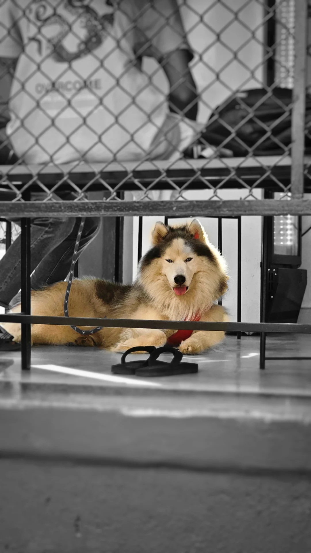 inbound2765790468979682790