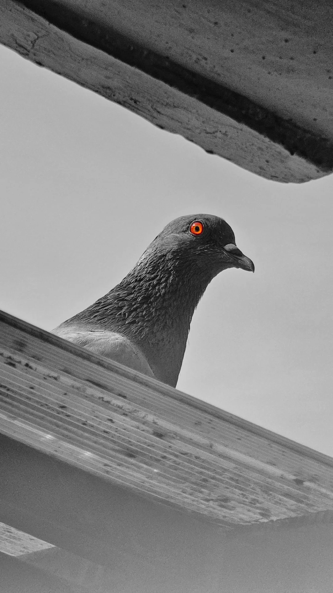 inbound7789887690359944249