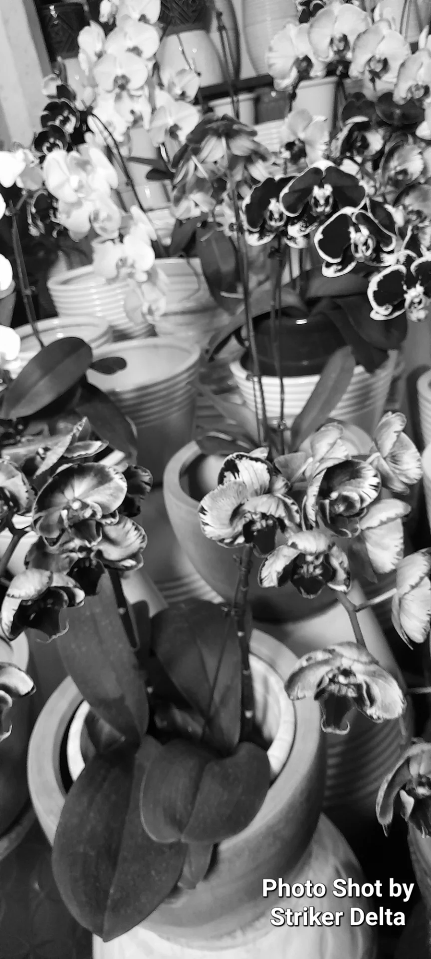 Striker Delta portfolio work