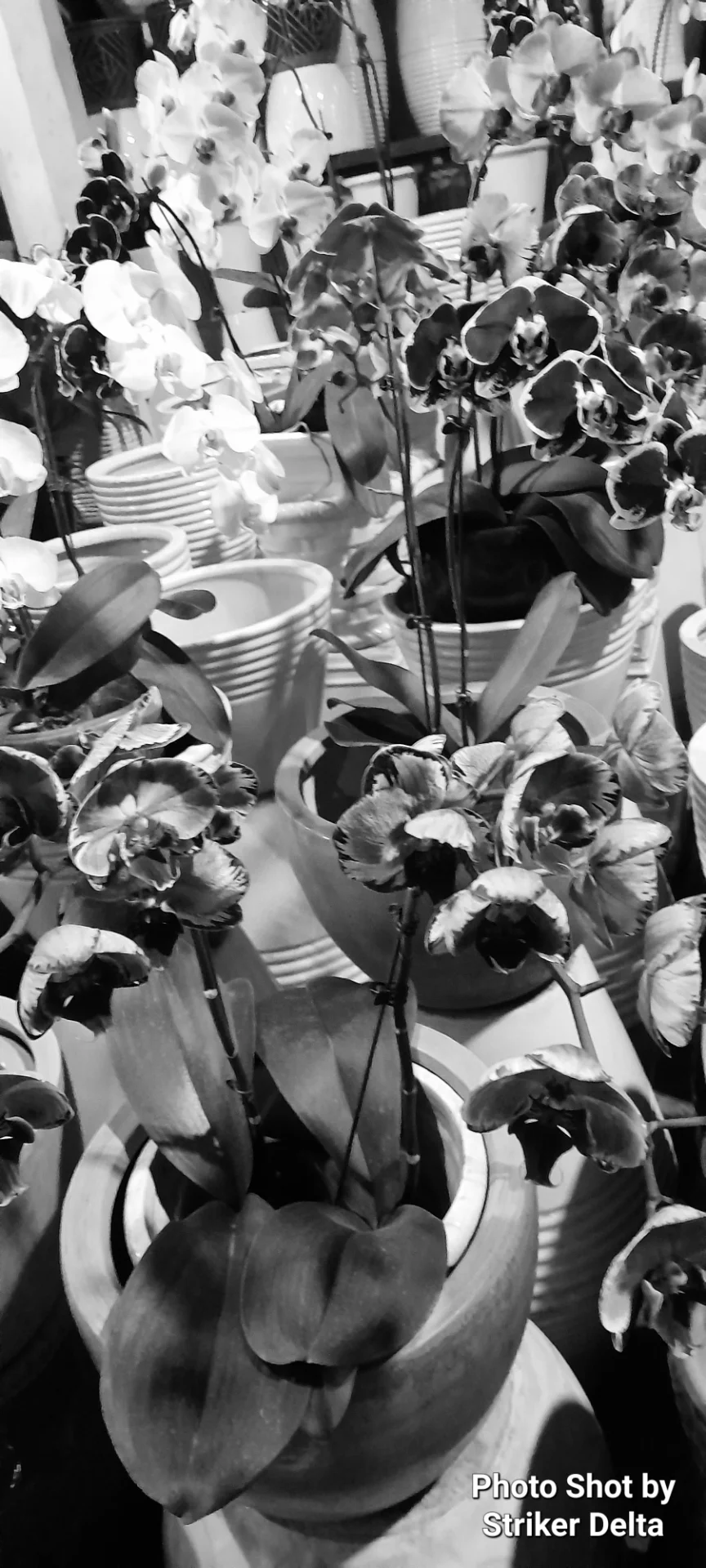 Striker Delta portfolio work