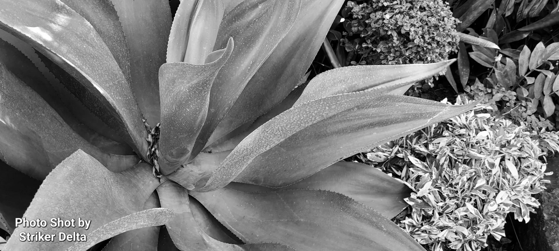 Striker Delta portfolio work