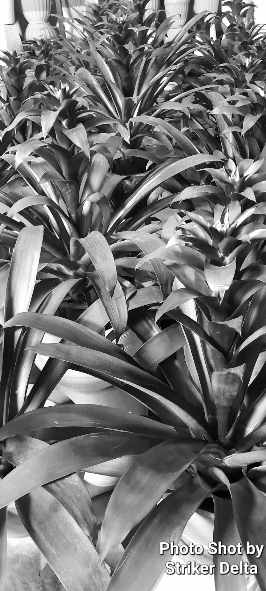 Striker Delta portfolio work