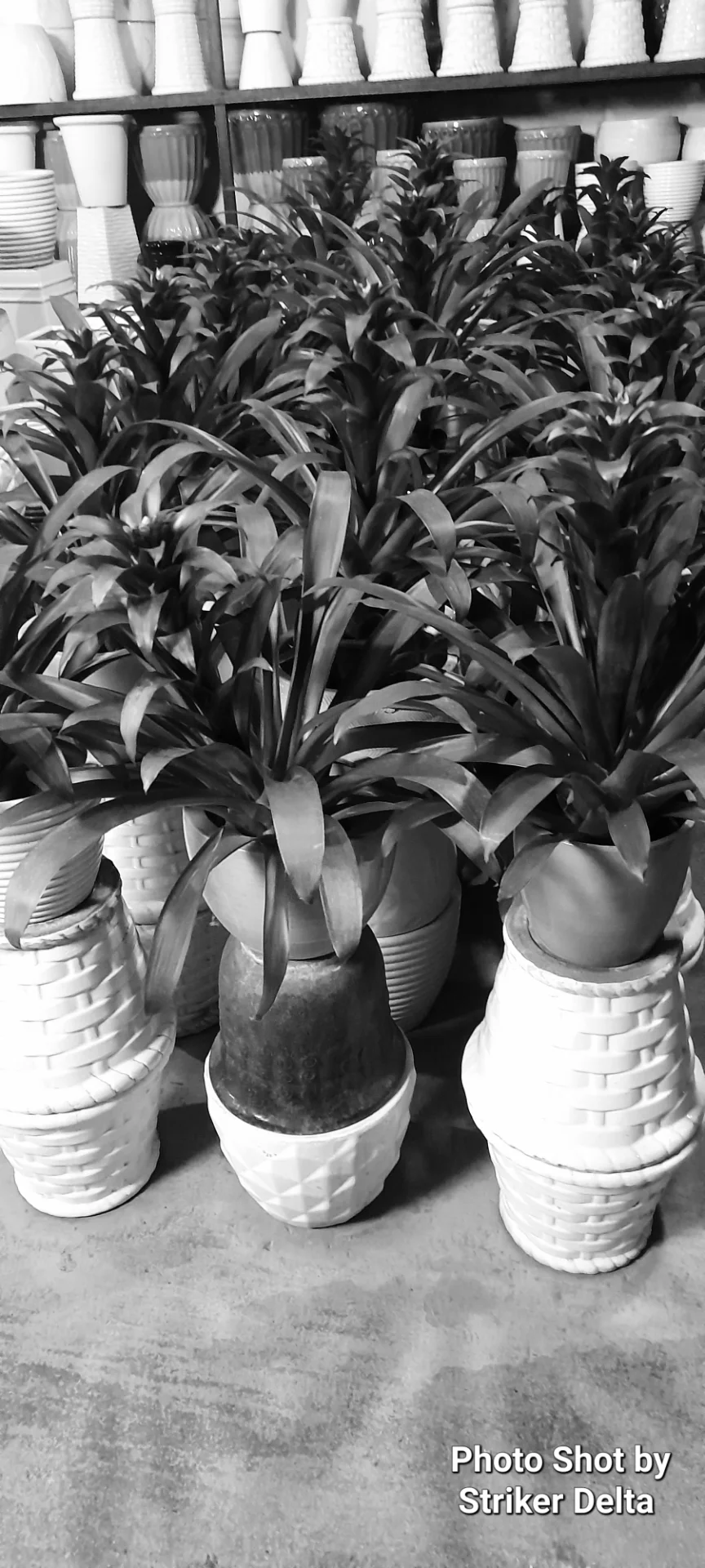 Striker Delta portfolio work