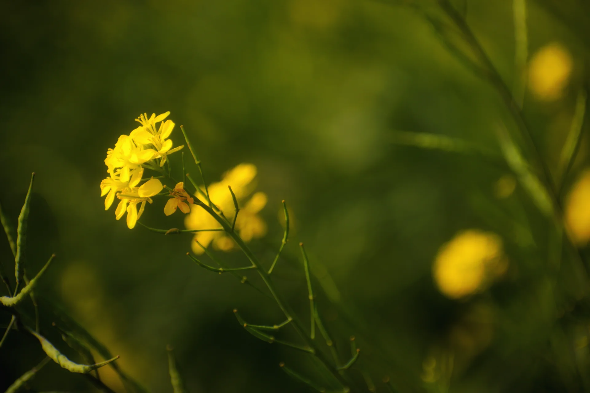 inbound482911949863855338