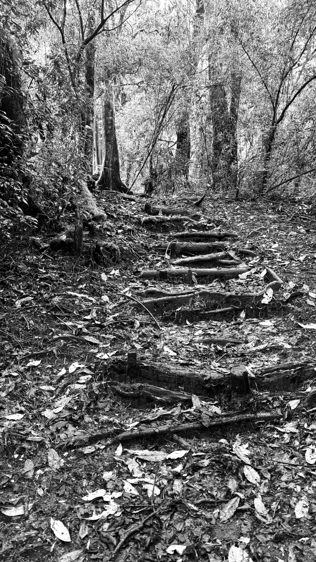 ciampi portfolio work