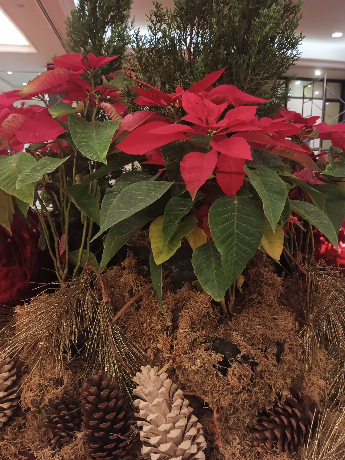 inbound5566754011745299424