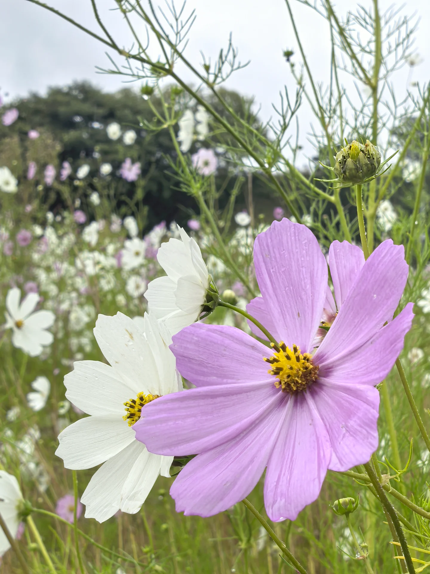 inbound2613191836243205855