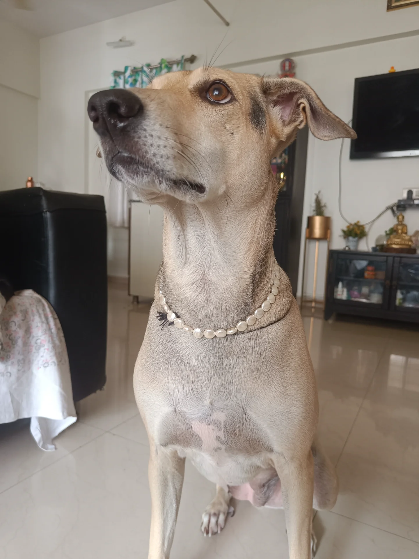 inbound5967051339187834439