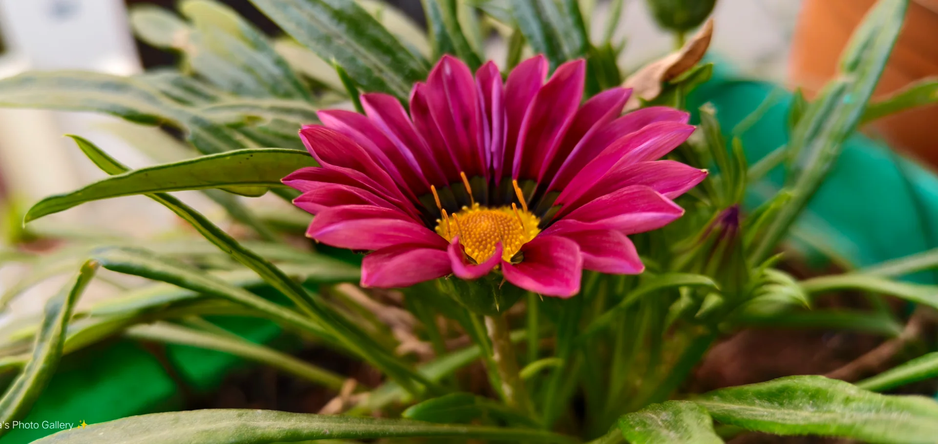 inbound3028389831214855942