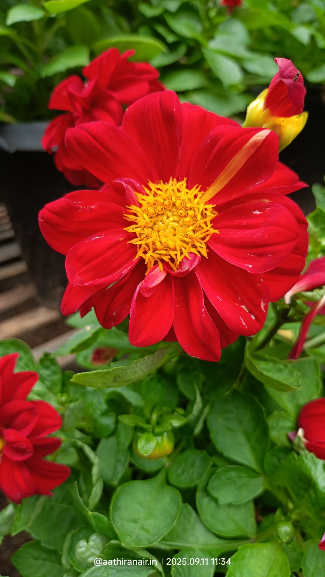 inbound6367370961077555086