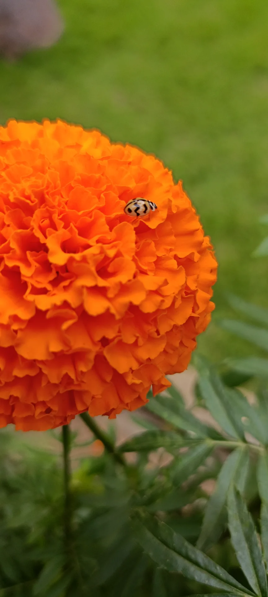 inbound5689588205173977533