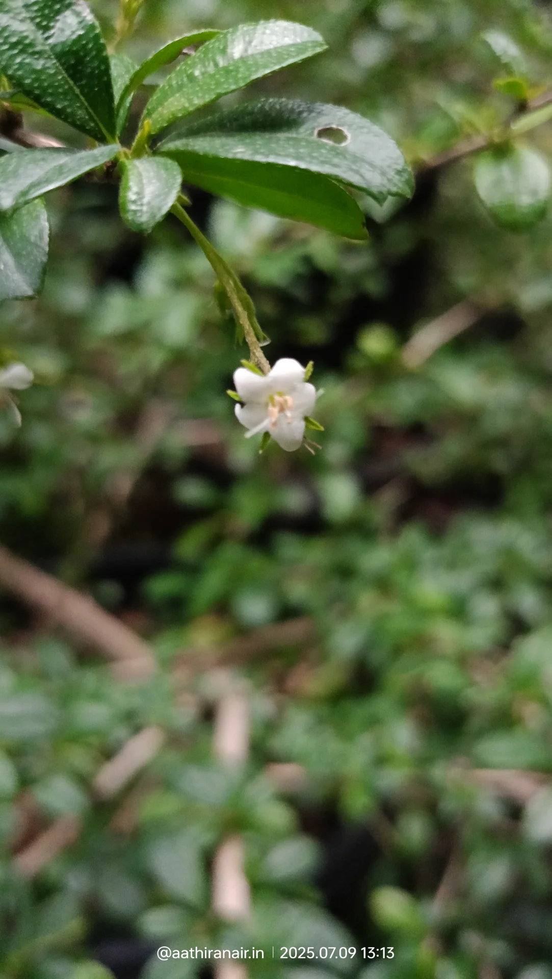 inbound4934249480070644898