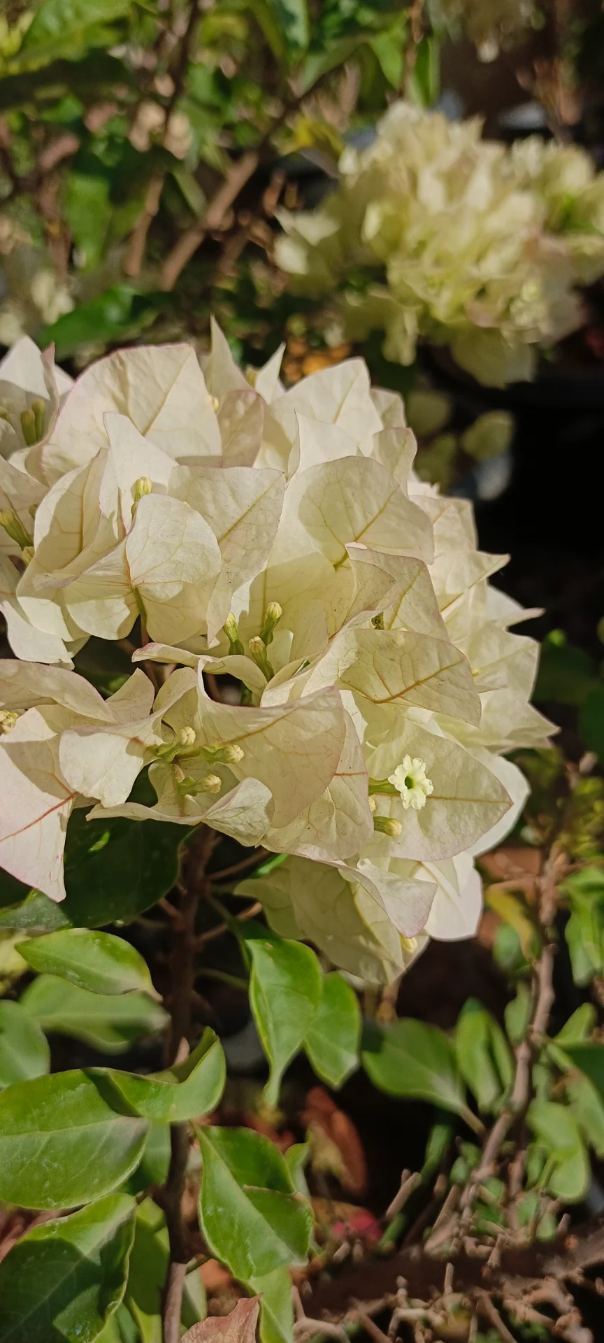 inbound3102909152595307301