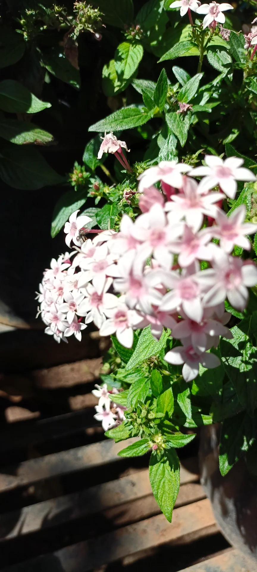 inbound7402378763741208673